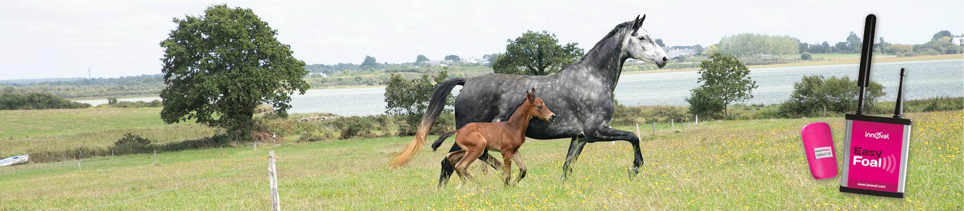 Easyfoal, eficacia y sencillez para el parto